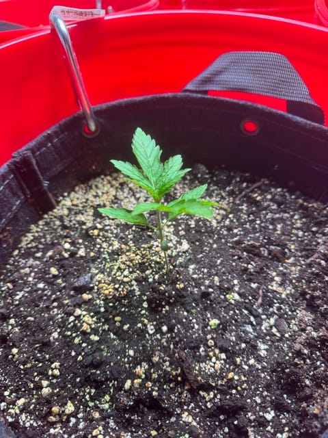 First Grow — seedling_rooting, day 18