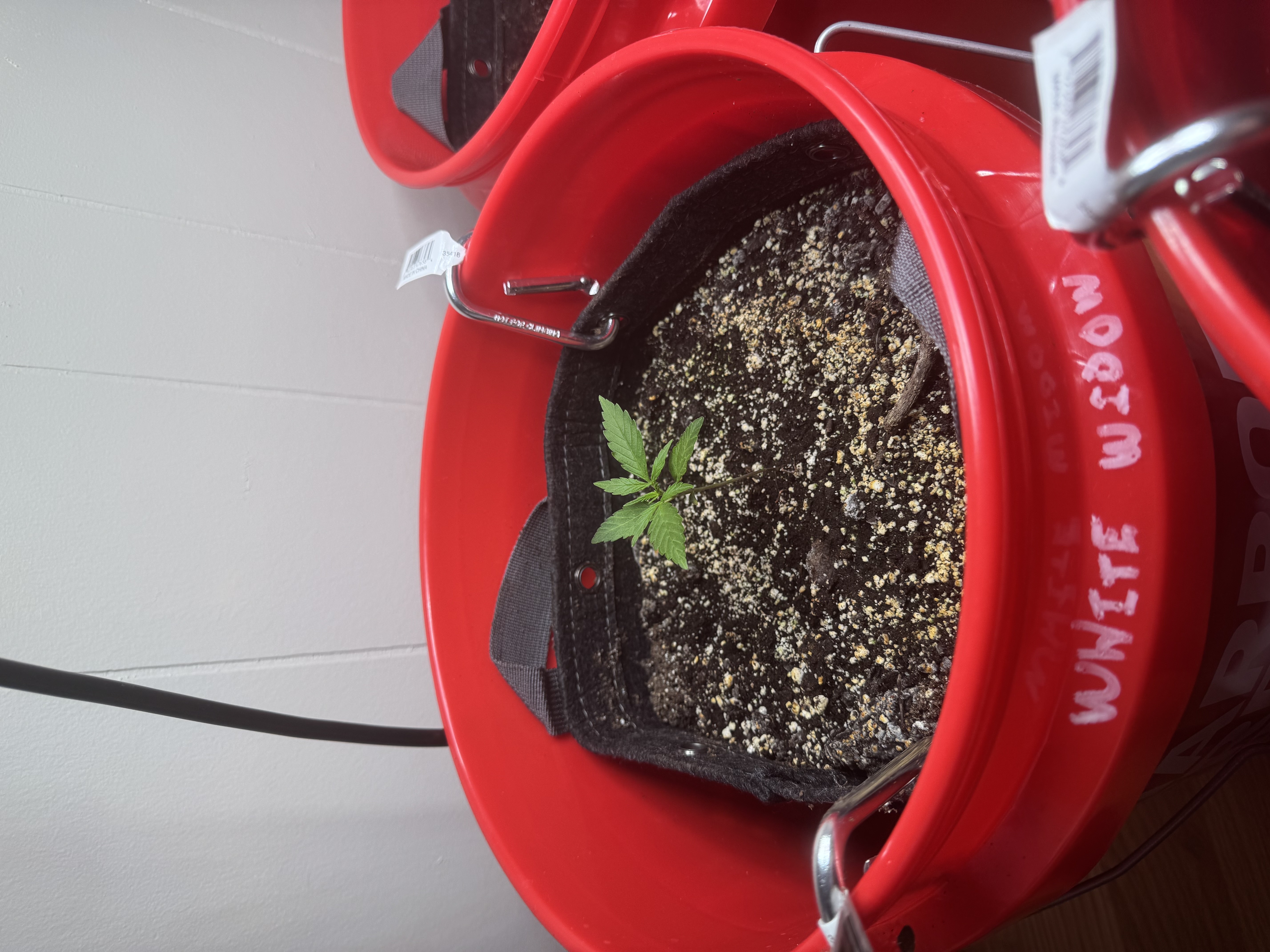 First Grow — seedling_rooting, day 18