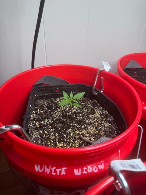 First Grow — seedling_rooting, day 18