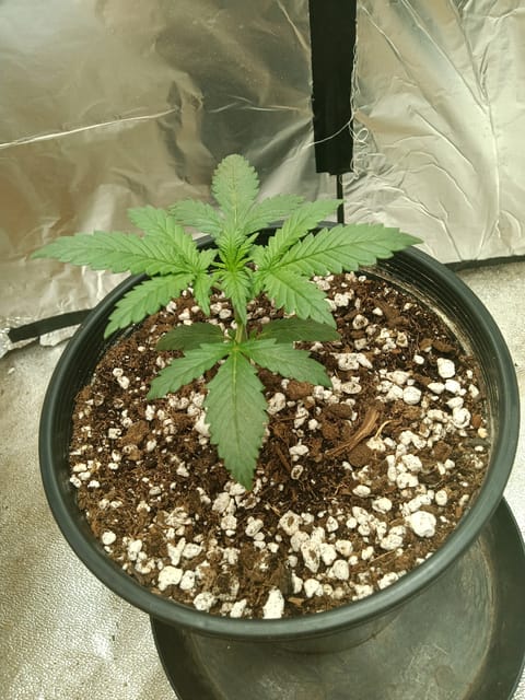 gorilla glue auto