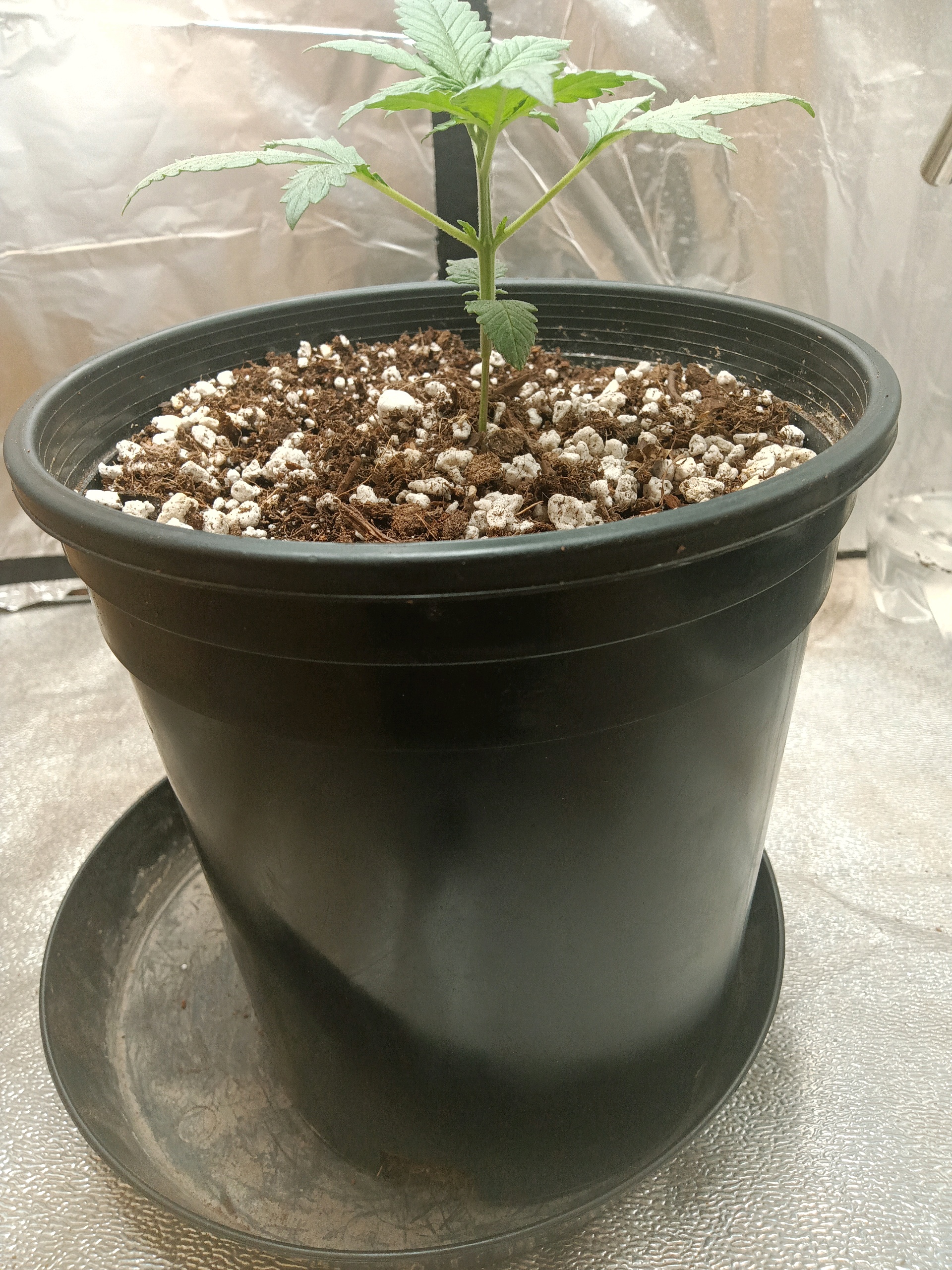 gorilla glue auto — vegetative, day 1