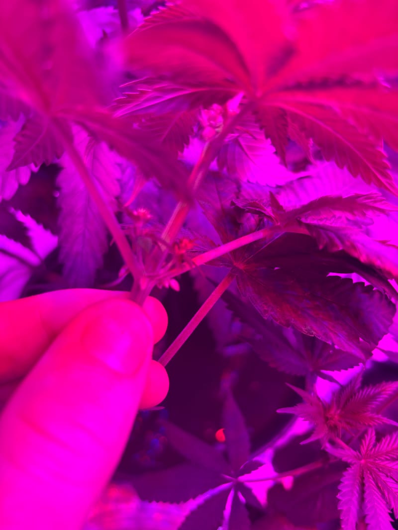 Grow Tent!