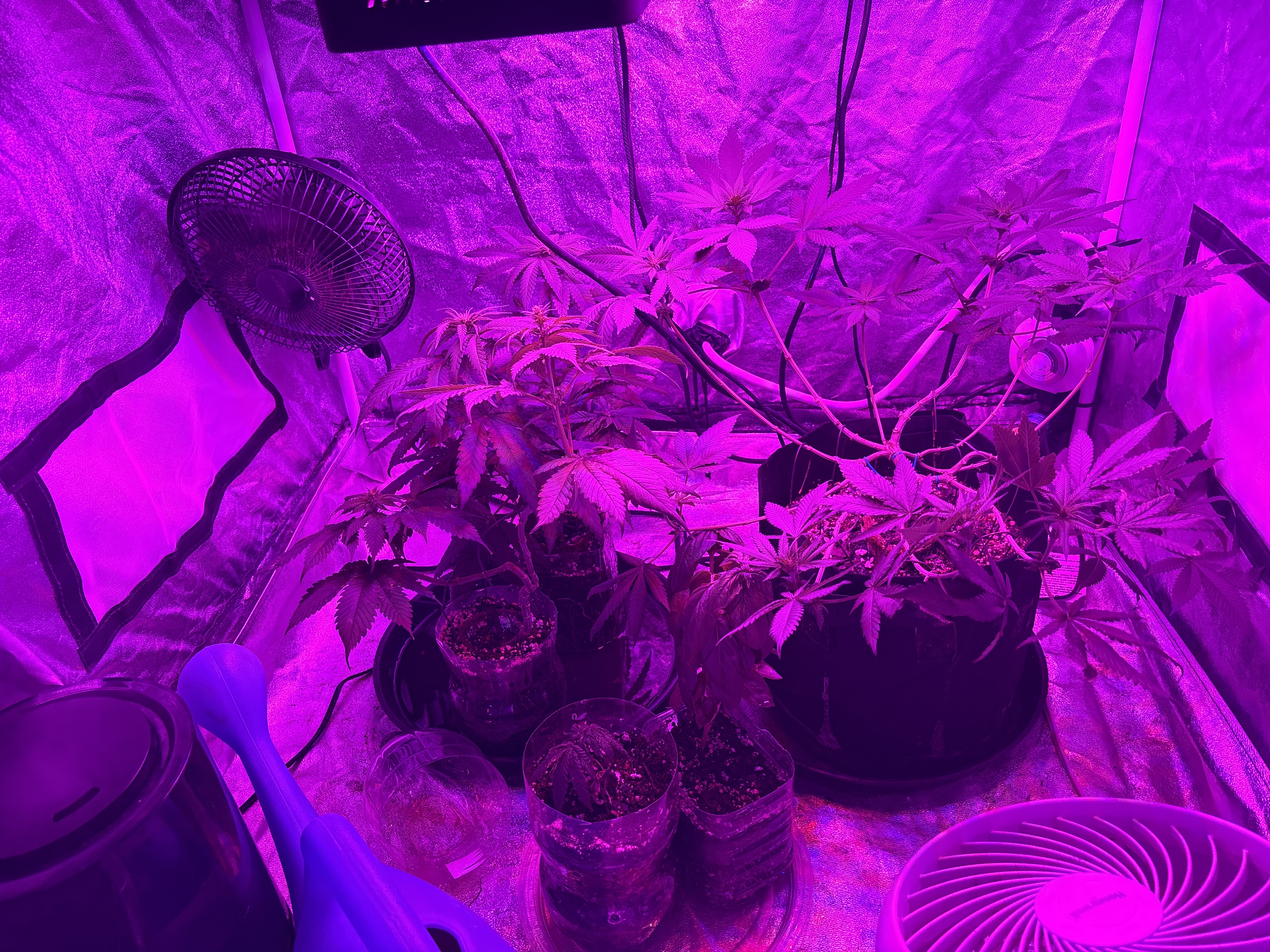 Grow Tent! — flower, day 1