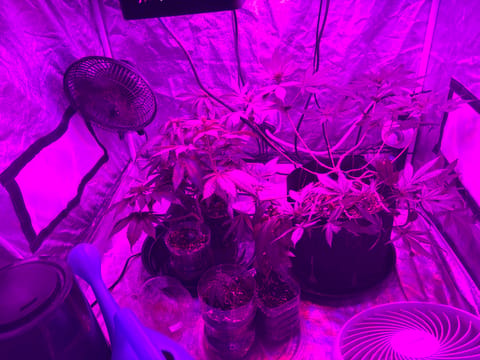 Grow Tent! — flower, day 1