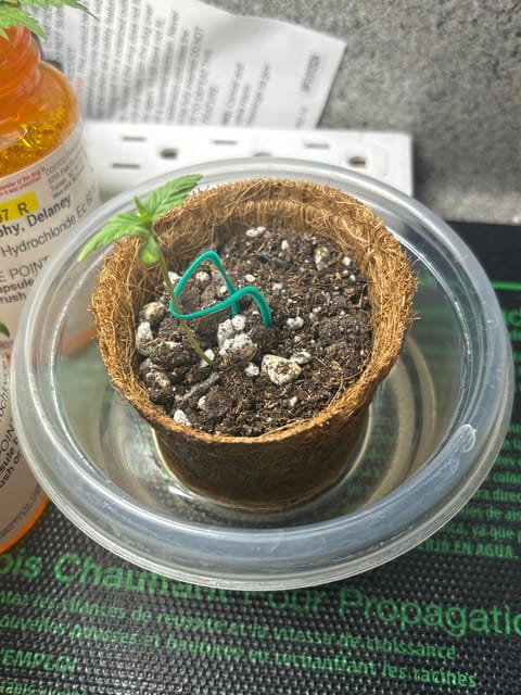 Sour Chem Nasty (F)