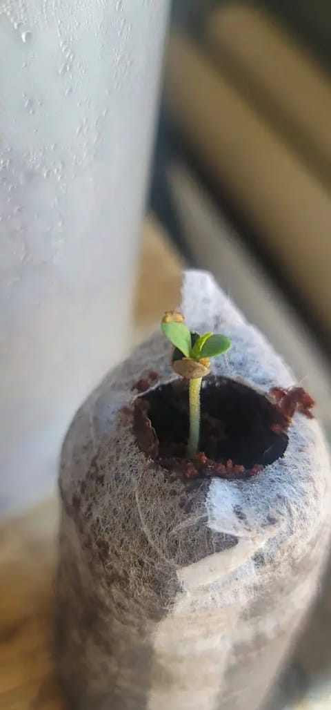 Number One. Chong — germination, day 1