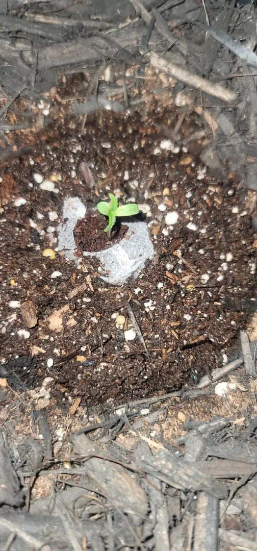 Number One. Chong — seedling_rooting, day 3