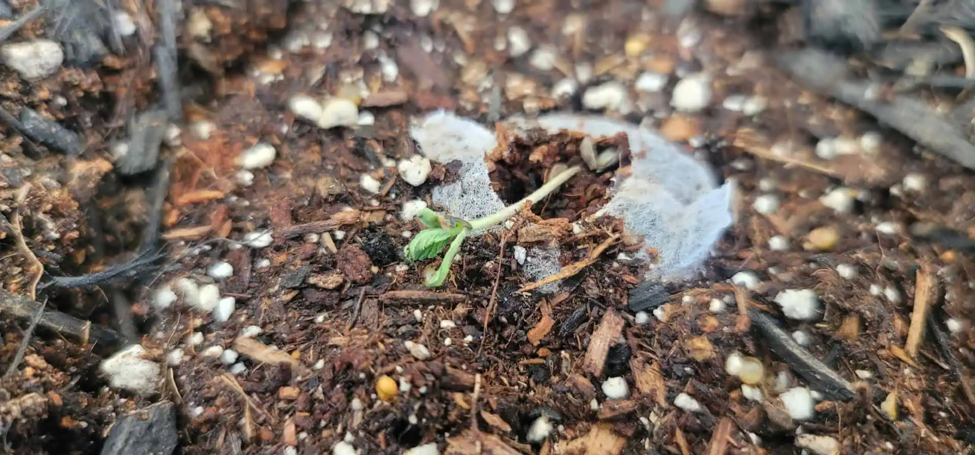 Number One. Chong — seedling_rooting, day 8