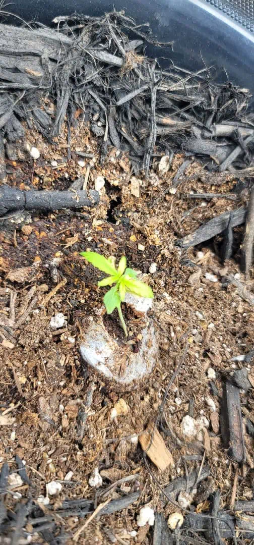Number One. Chong — seedling_rooting, day 19