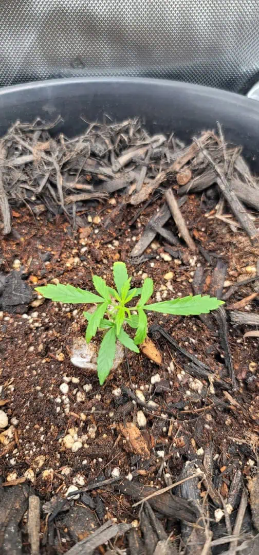Number One. Chong — seedling_rooting, day 32