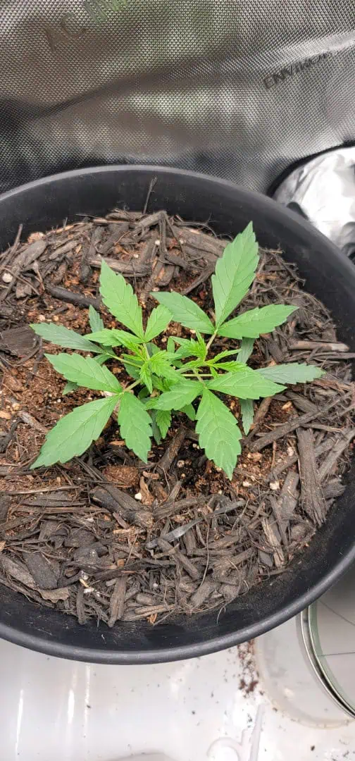 Number One. Chong — vegetative, day 41