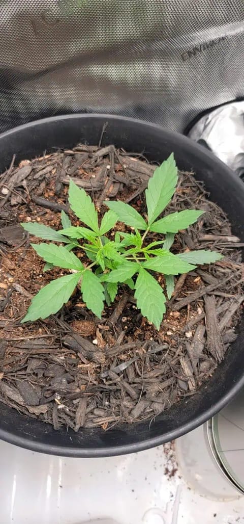 Number One. Chong — vegetative, day 41