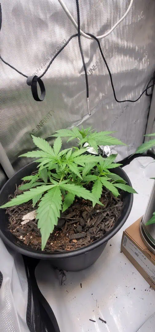 Number One. Chong — vegetative, day 48