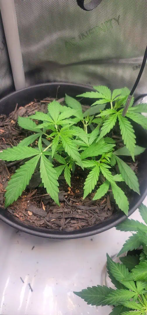 Number One. Chong — vegetative, day 48