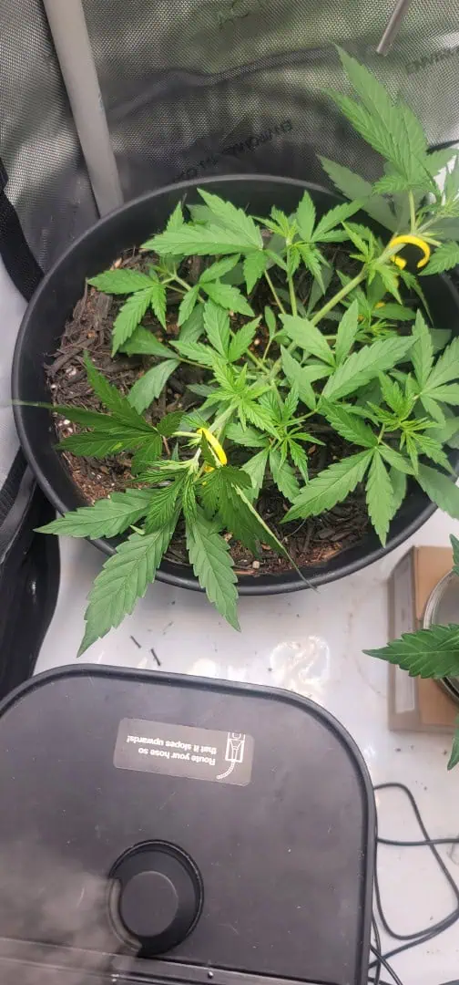 Number One. Chong — vegetative, day 49