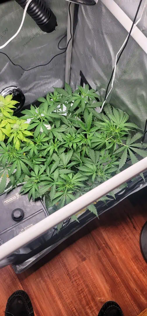 Number One. Chong — vegetative, day 58