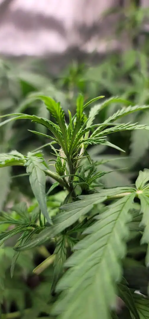 Number One. Chong — flower, day 63