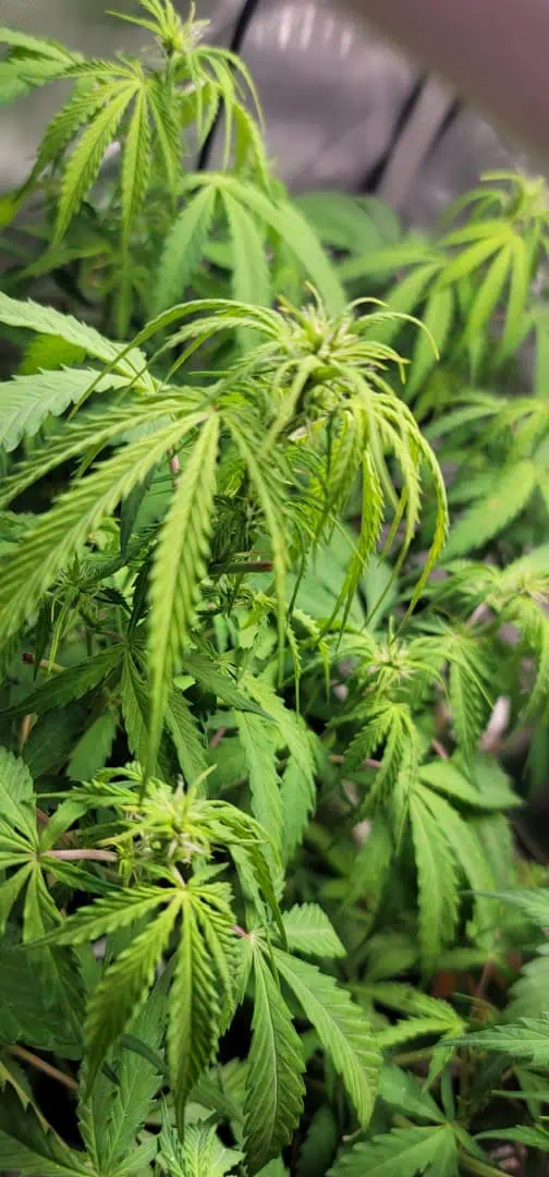 Number One. Chong — flower, day 72