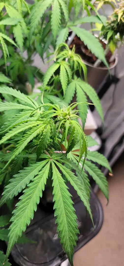 Number One. Chong — flower, day 72