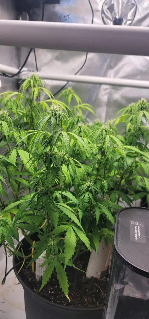 Number One. Chong — flower, day 80