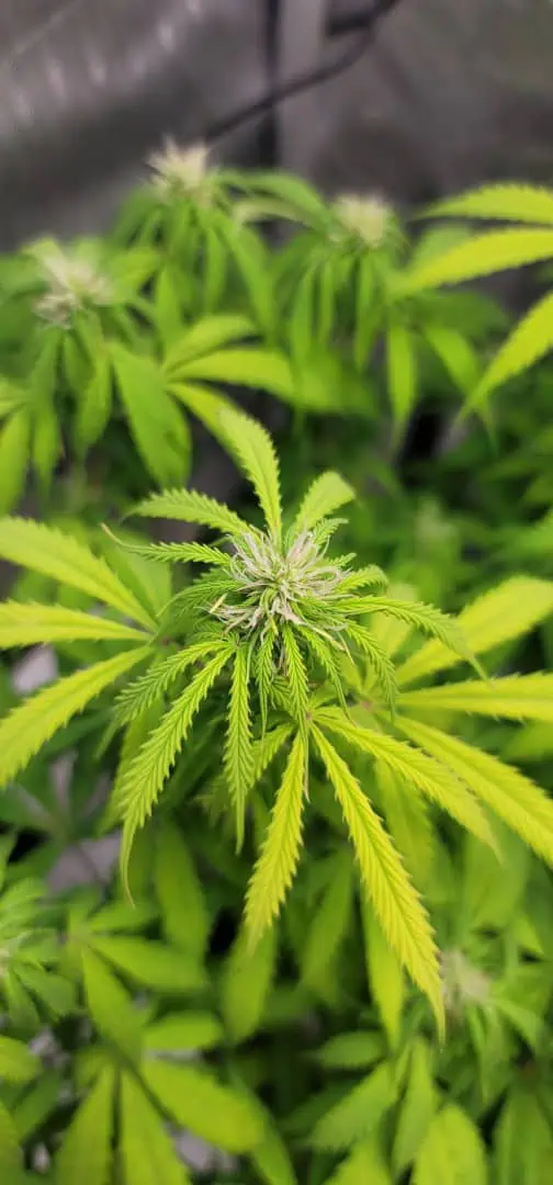 Number One. Chong — flower, day 80