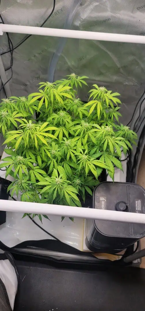 Number One. Chong — flower, day 80