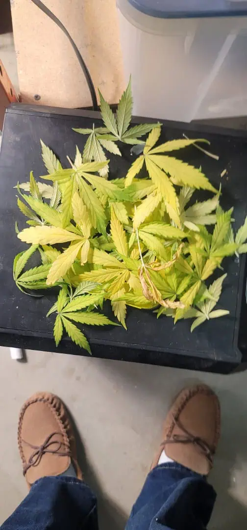 Number One. Chong — flower, day 88