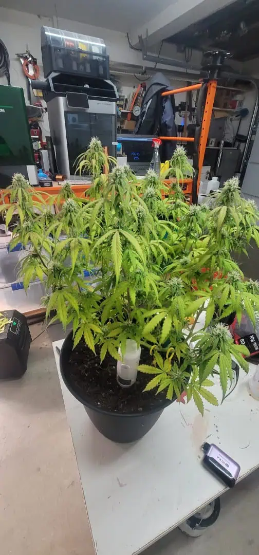 Number One. Chong — flower, day 88