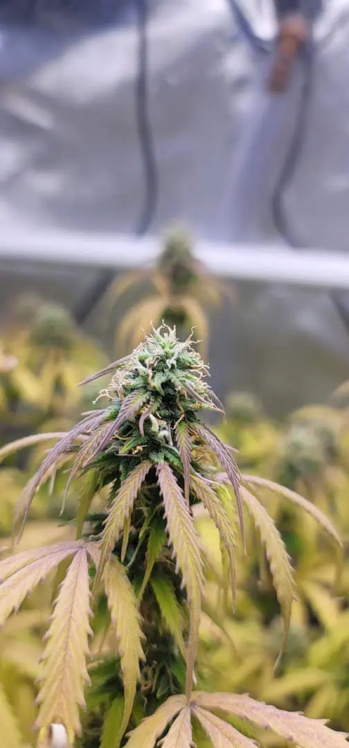 Number One. Chong — flower, day 96