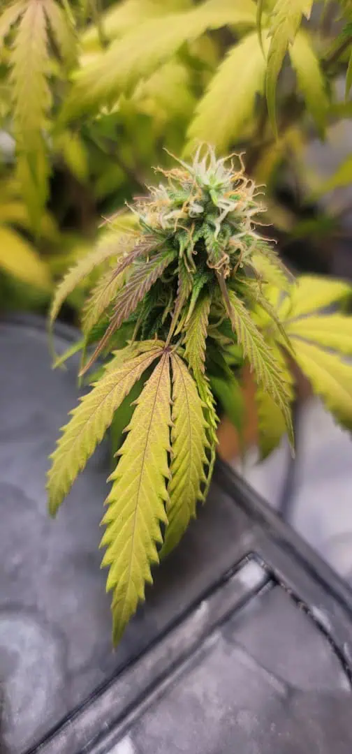 Number One. Chong — flower, day 96