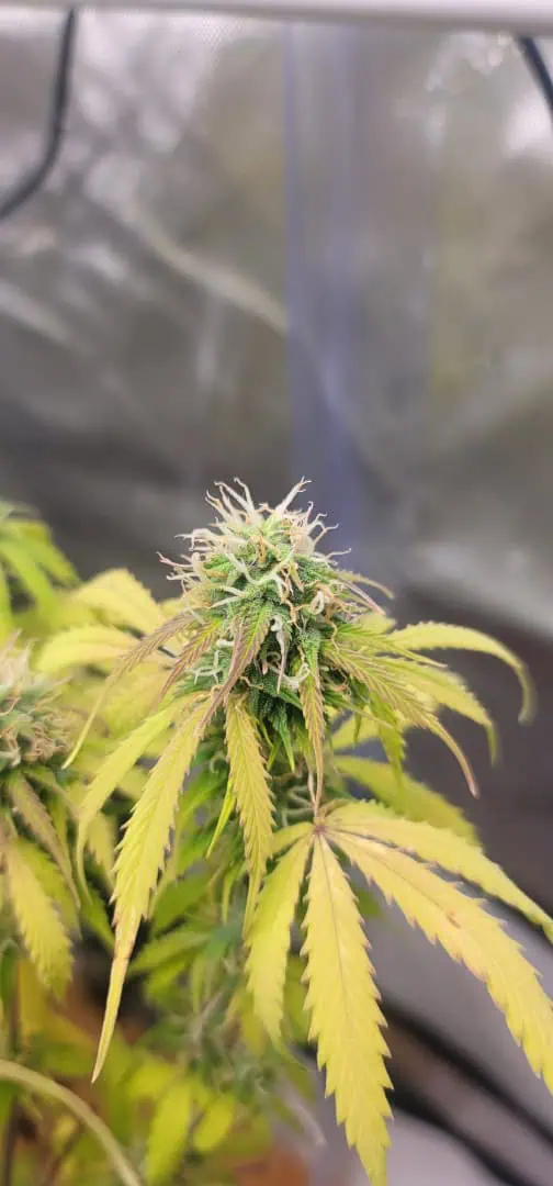 Number One. Chong — flower, day 96