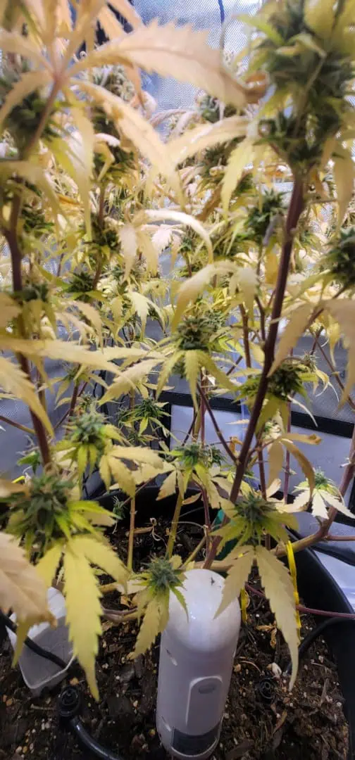 Number One. Chong — flower, day 104