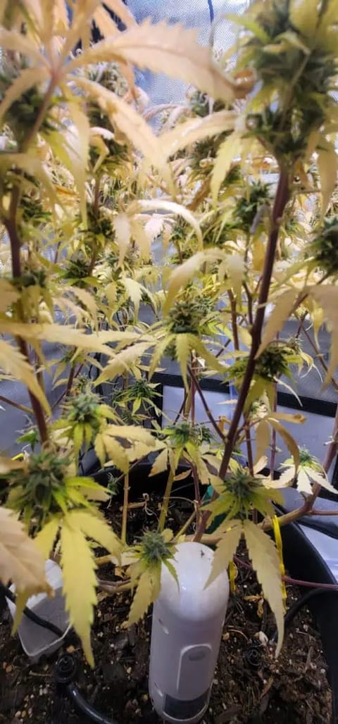 Number One. Chong — flower, day 104