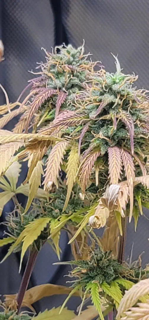 Number One. Chong — flower, day 104