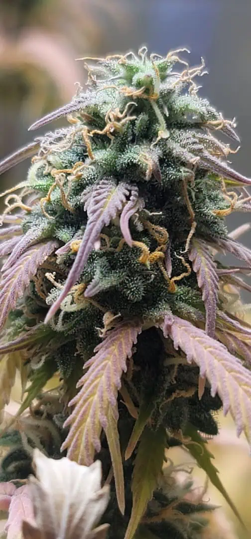 Number One. Chong — flower, day 104