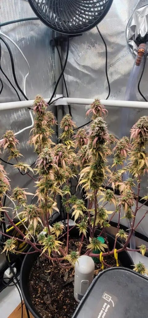 Number One. Chong — flower, day 114