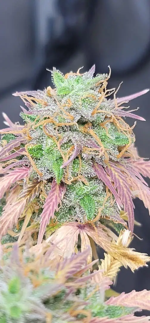 Number One. Chong — flower, day 114