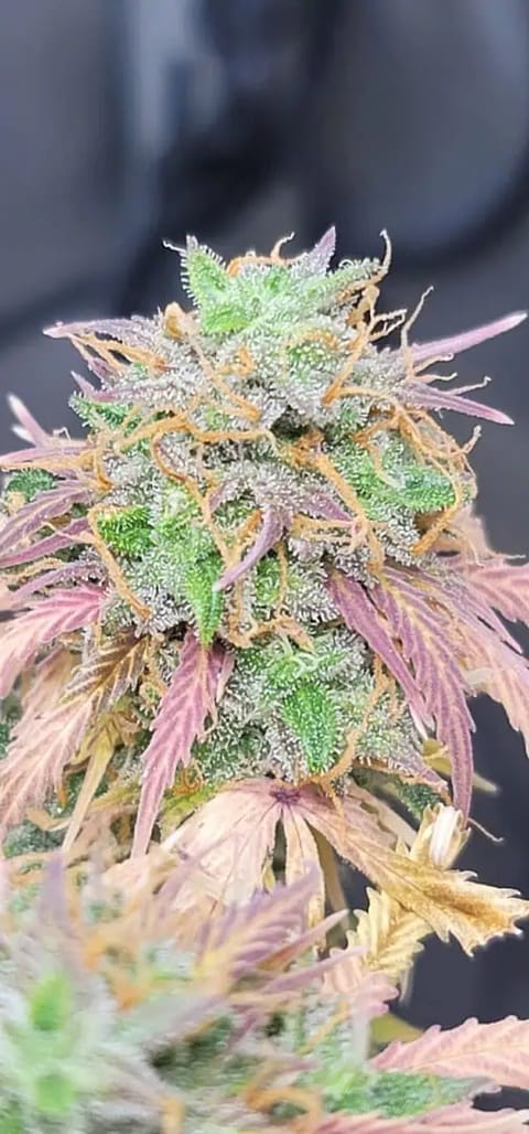 Number One. Chong — flower, day 114