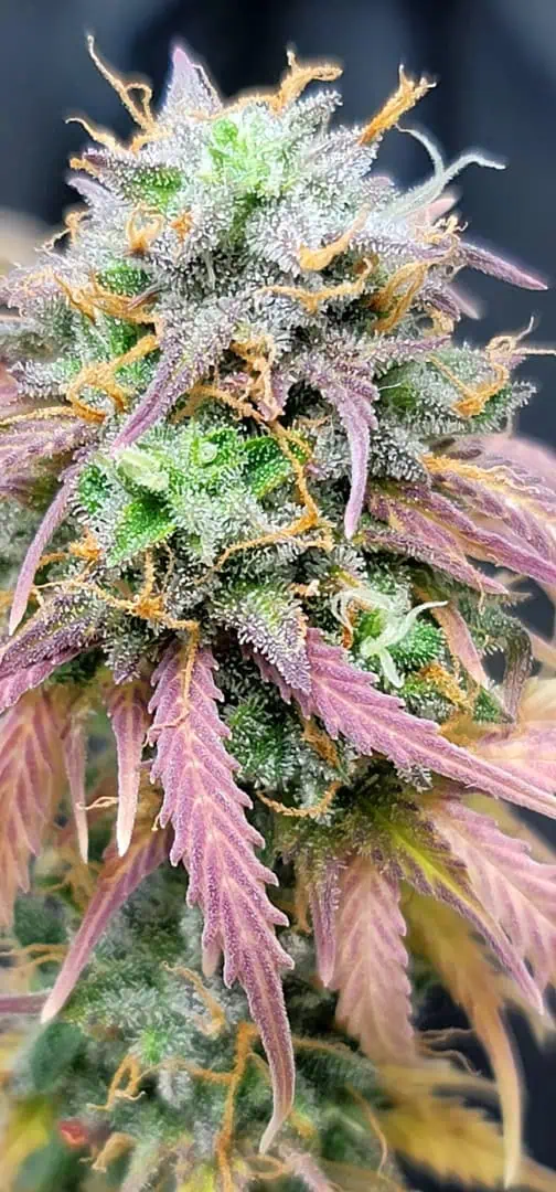 Number One. Chong — flower, day 114