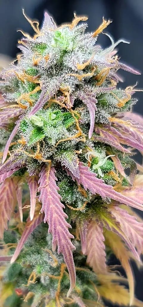Number One. Chong — flower, day 114