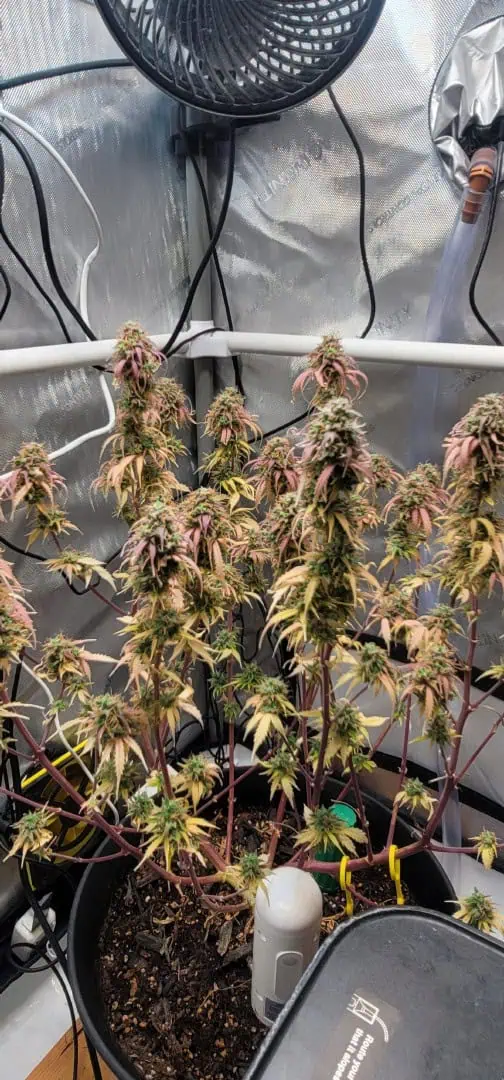 Number One. Chong — flower, day 126