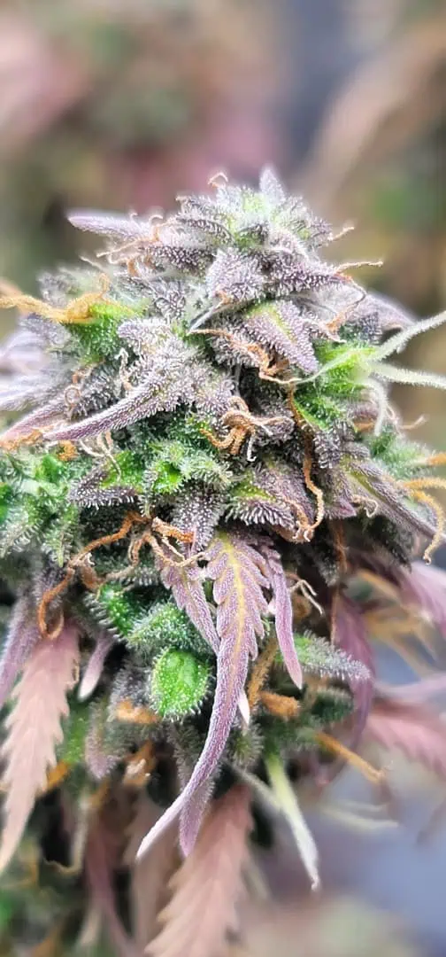 Number One. Chong — flower, day 126