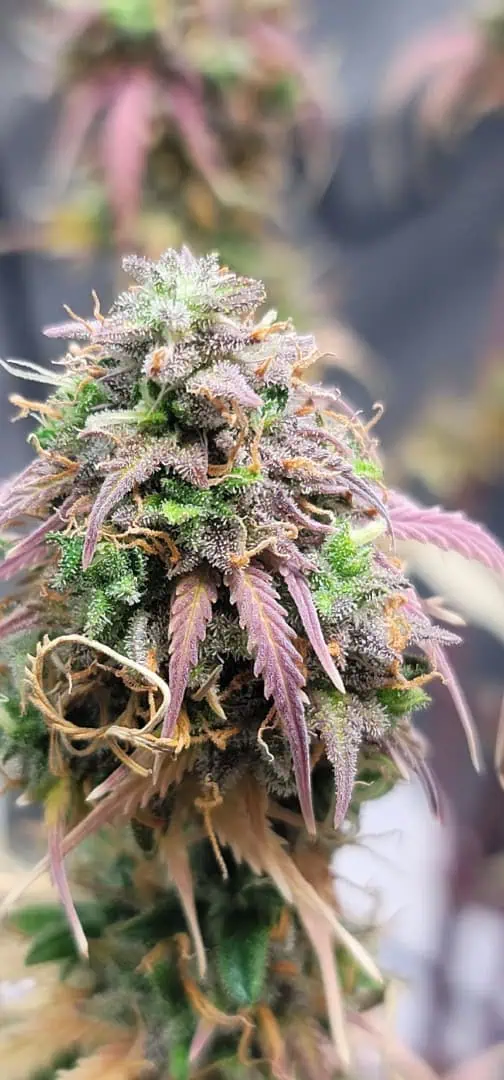 Number One. Chong — flower, day 126