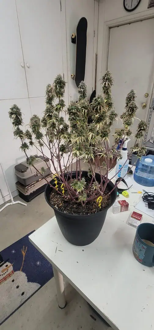 Number One. Chong — harvest, day 130