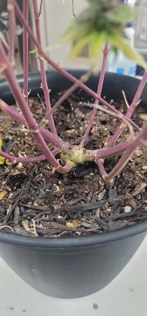 Number One. Chong — harvest, day 130