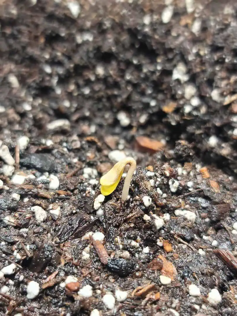 Number Two.  Lola — germination, day 1