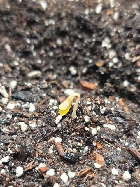 Number Two. Lola — germination, day 1