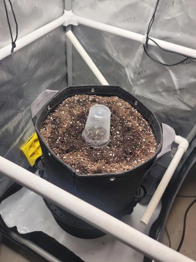 Number Two.  Lola — germination, day 1