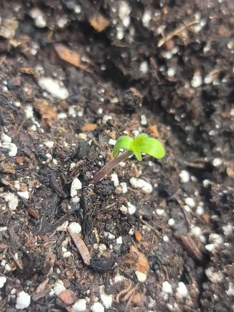 Number Two.  Lola — seedling_rooting, day 2