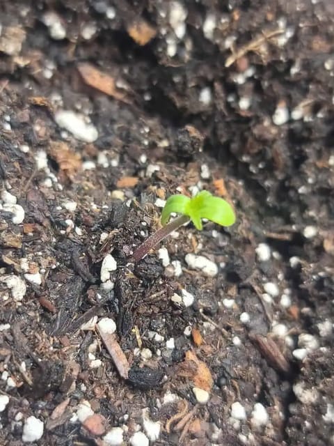 Number Two. Lola — seedling_rooting, day 2